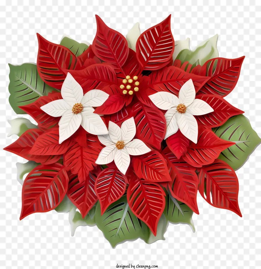 Bicos De Flor，Poinsettia PNG