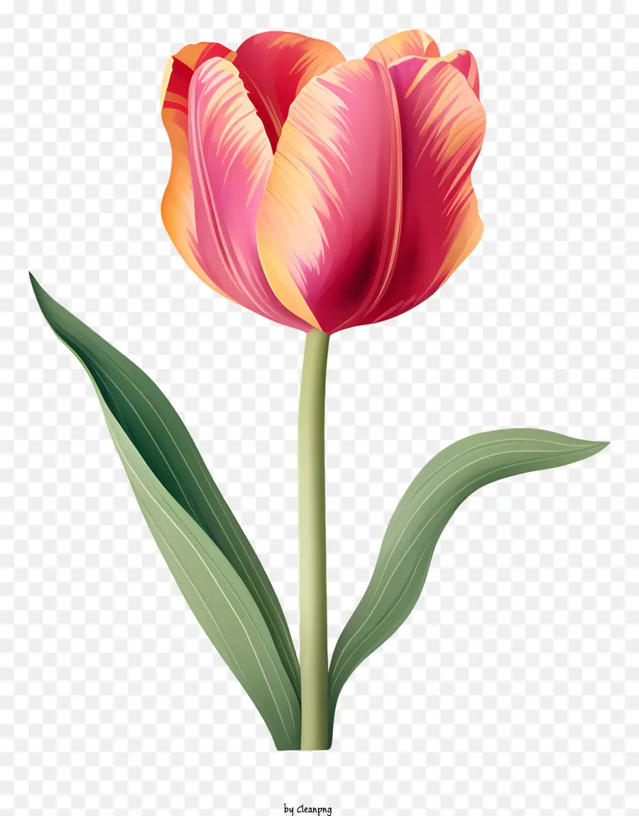 Rosa Tulipa，Folhas Verdes PNG