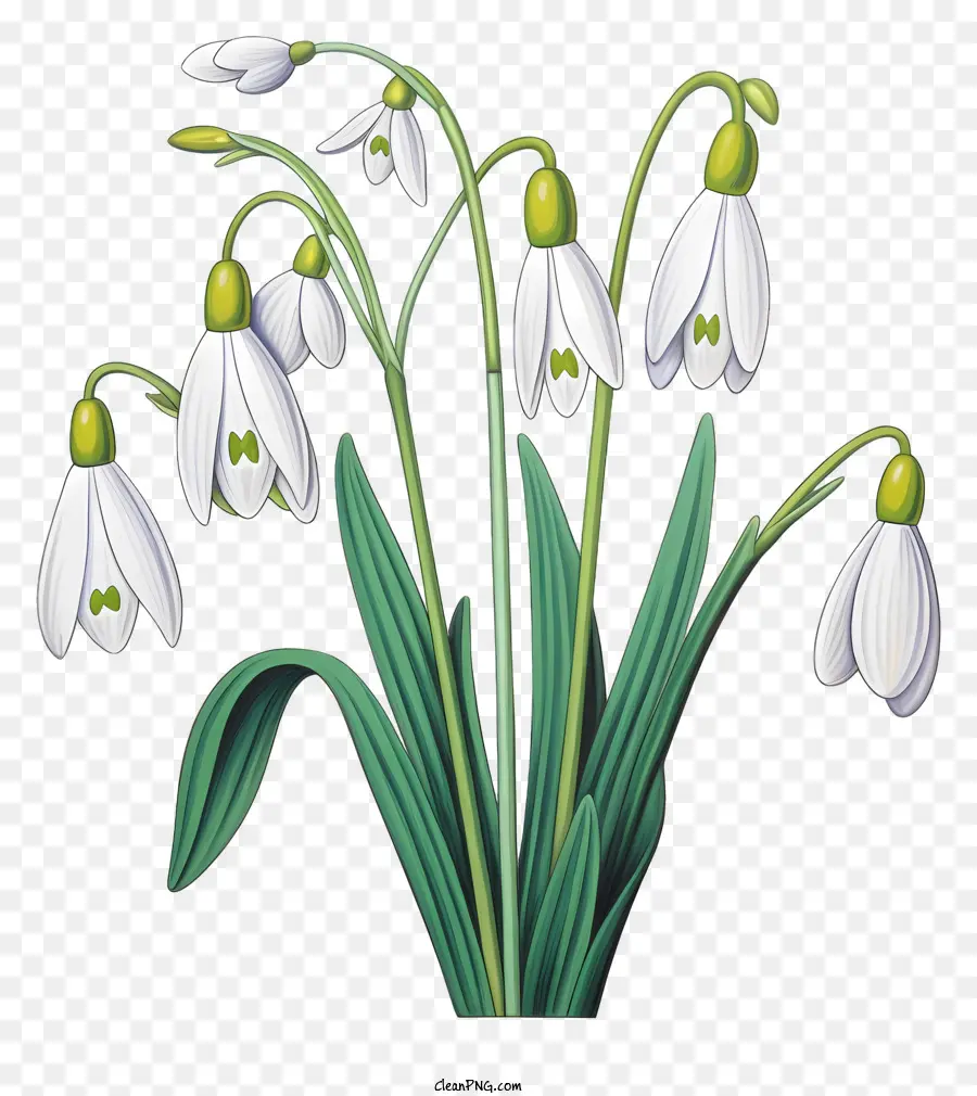 Snowdrops，Buquê PNG