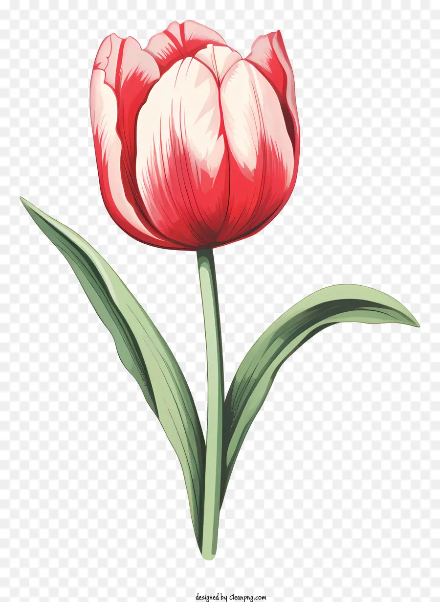 Tulipa Vermelha，Pétalas Rosa E Brancas PNG