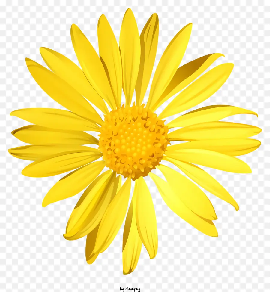 Amarelo Daisy，Seis Flores De Pétalimação PNG