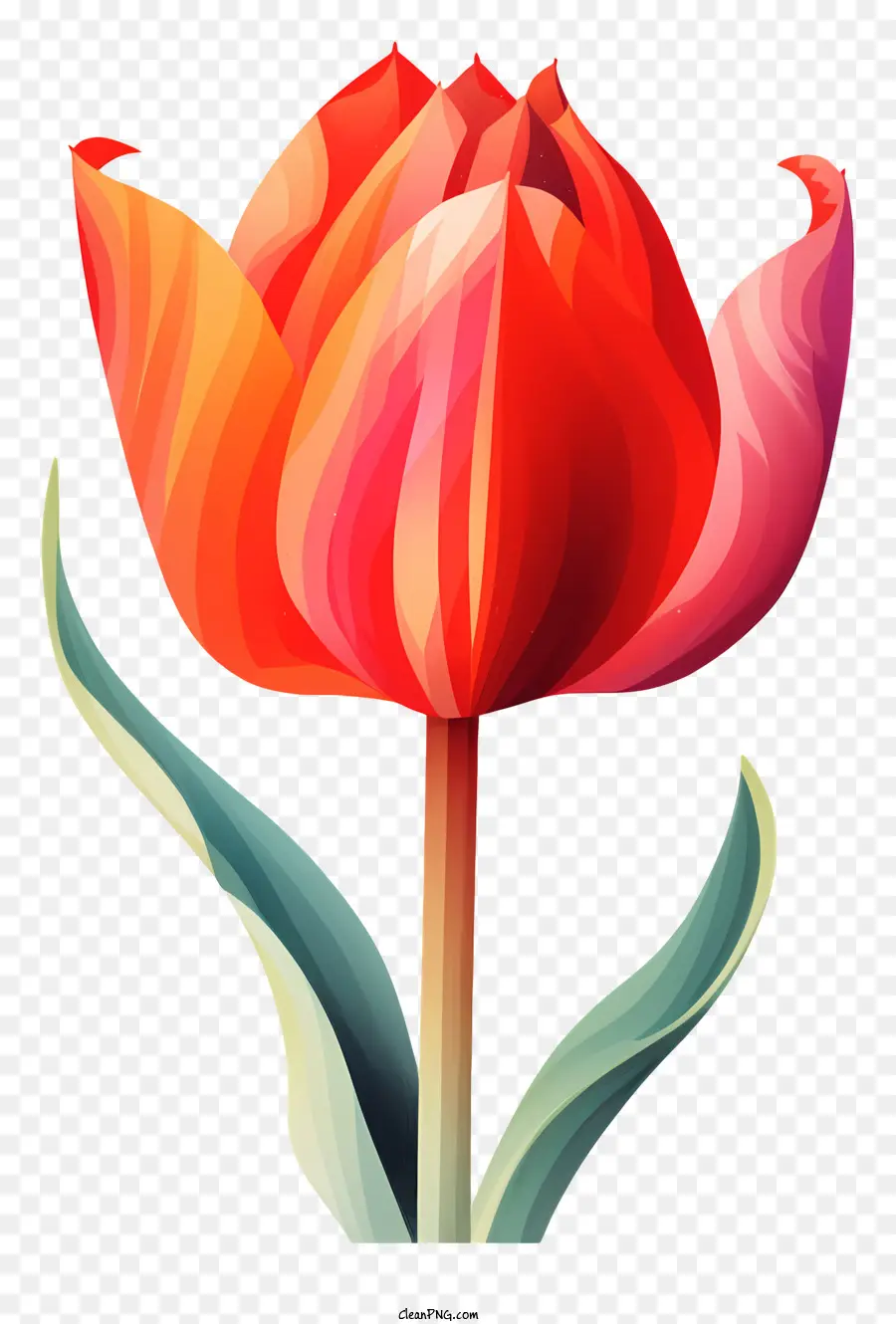 Tulipa Colorida，Pétalas PNG