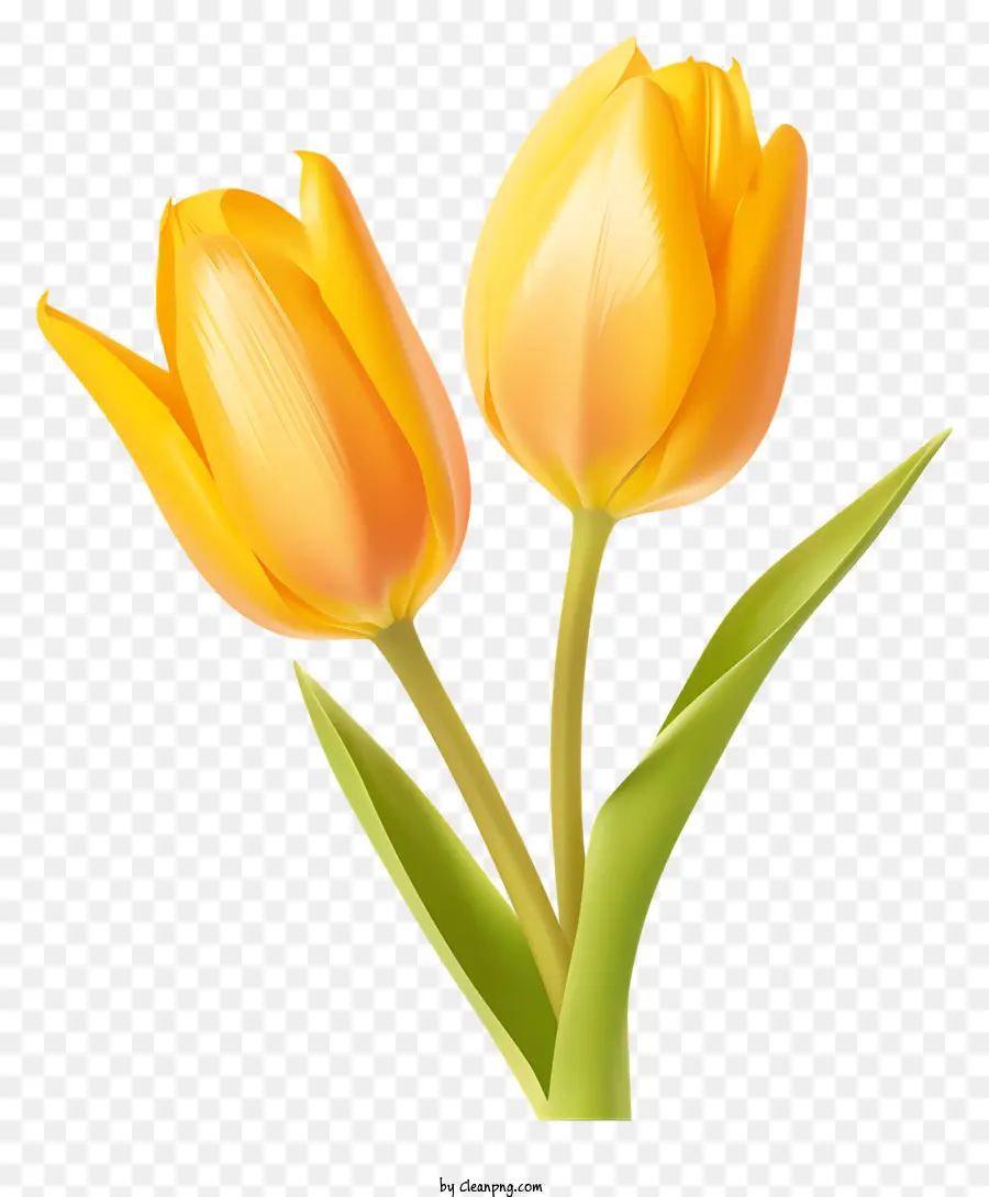 Tulipas Amarelas，Pétalas De Flor PNG