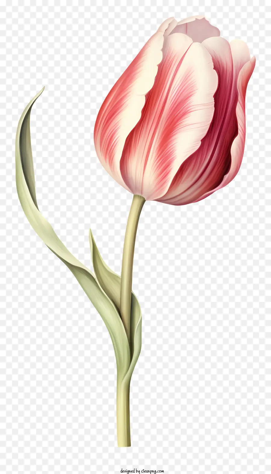 Rosa Tulipa，Flor PNG