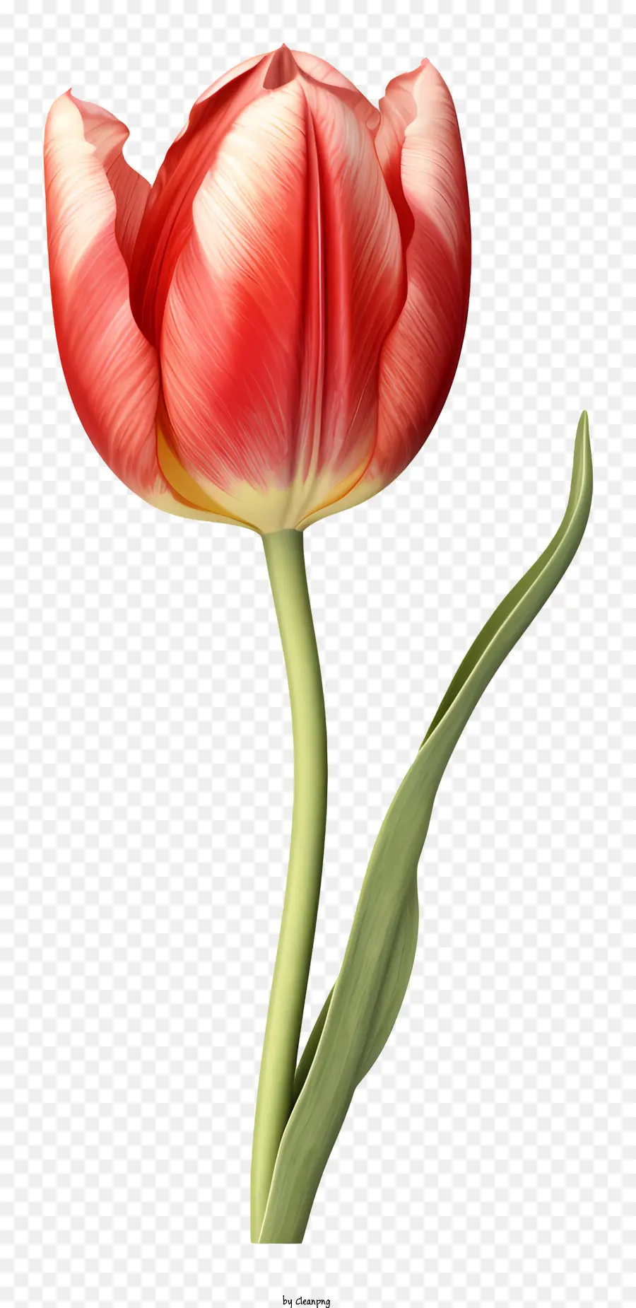 Tulipa Vermelha，Flor PNG