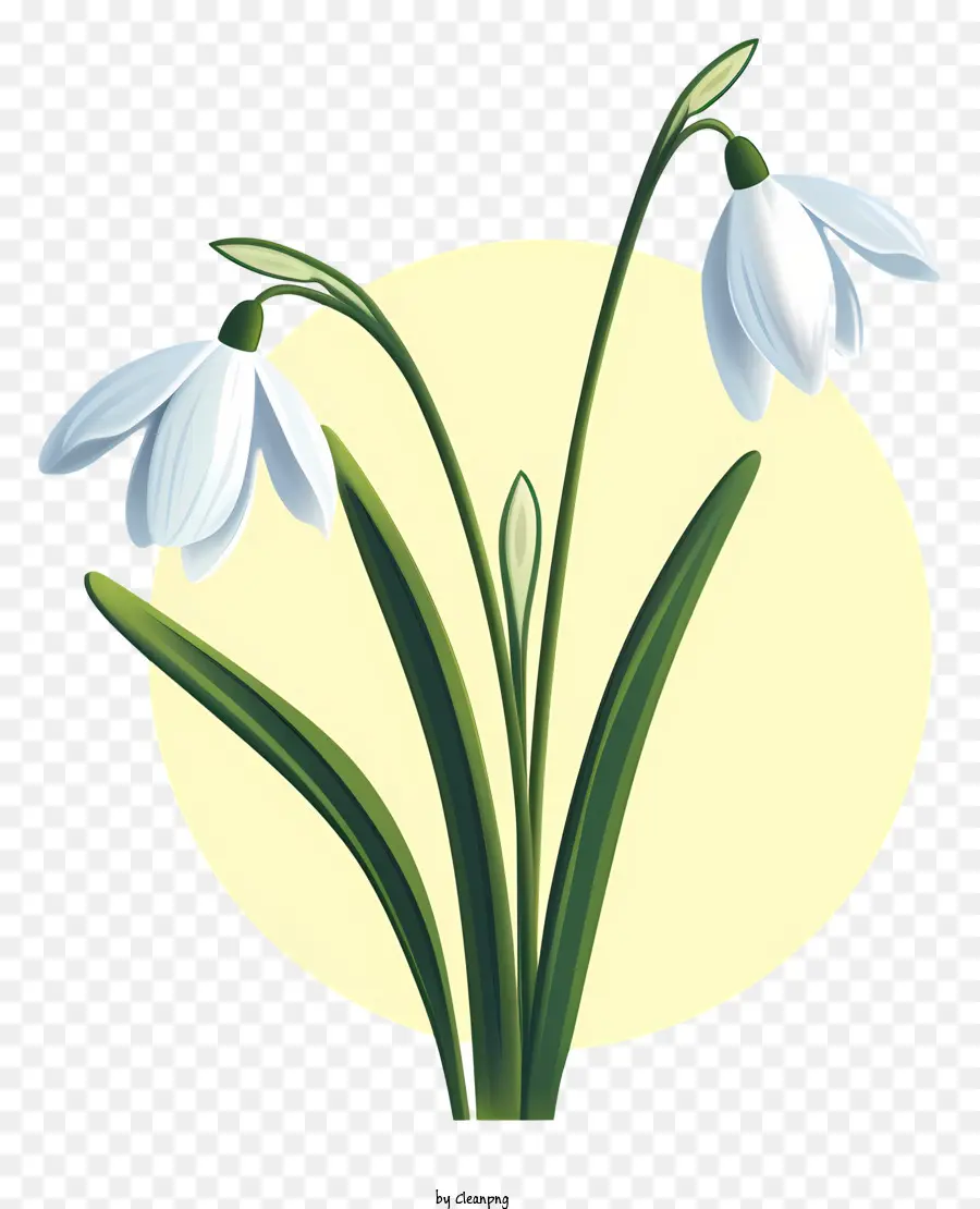 Snowdrops，Flores Brancas PNG