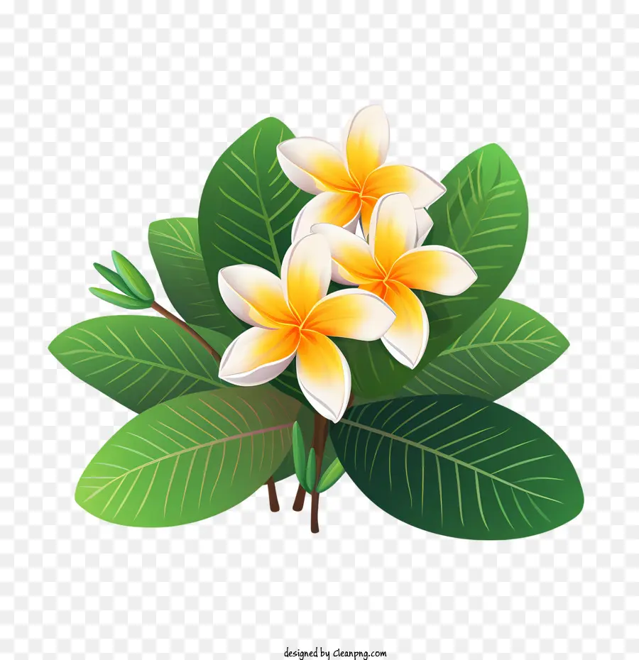 Plumeria Flor，Flora PNG