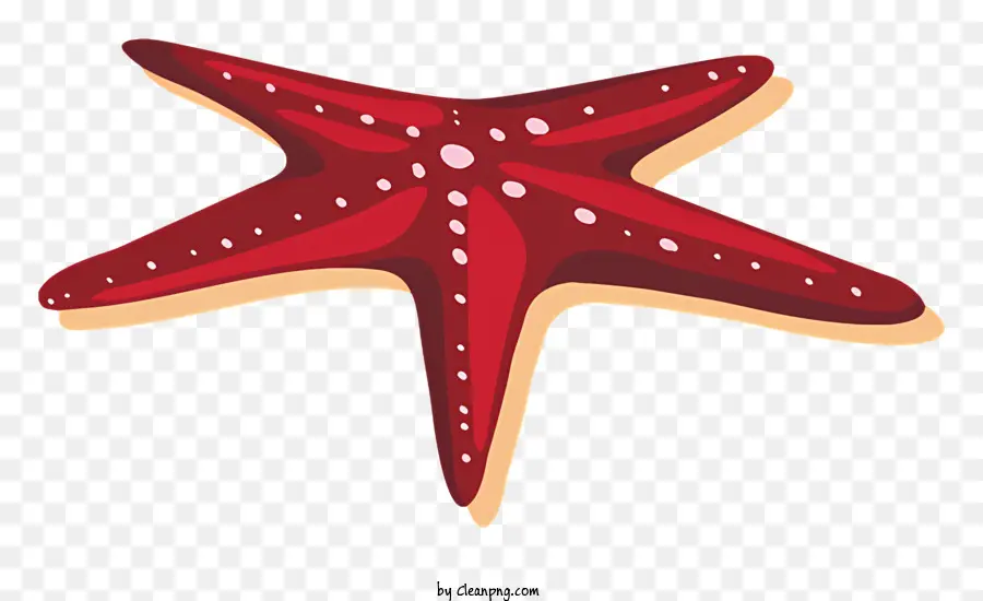 Estrela Do Mar Vermelho，Five Starfish PNG