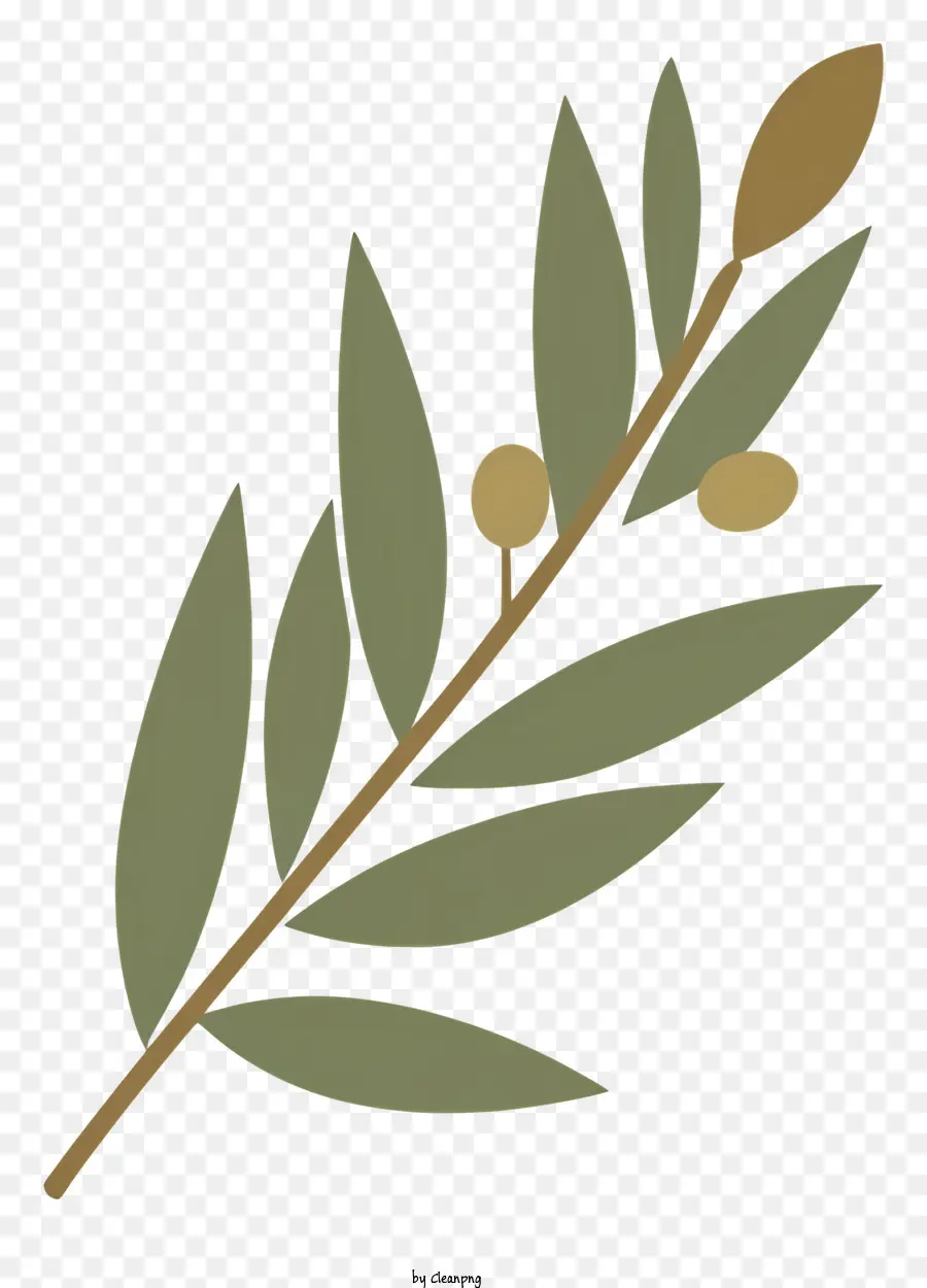 Olive Branch，As Folhas De Oliveira PNG