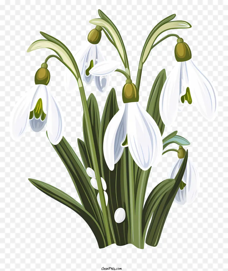 Agrupamento De Flores Brancas，Snowdrops PNG