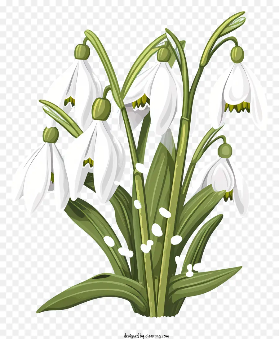 Snowdrops，Florescendo PNG