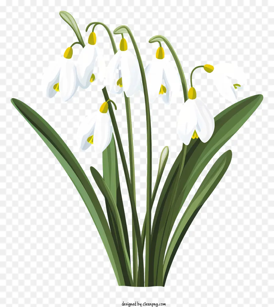 Flores Brancas，Forma Curva Macia PNG