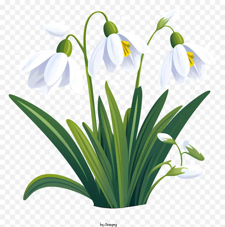 Snowdrops，Bloom Snowdrops PNG