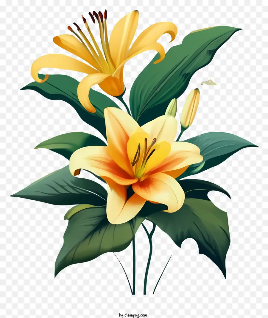 Lírio Amarelo，Flor Vibrante PNG