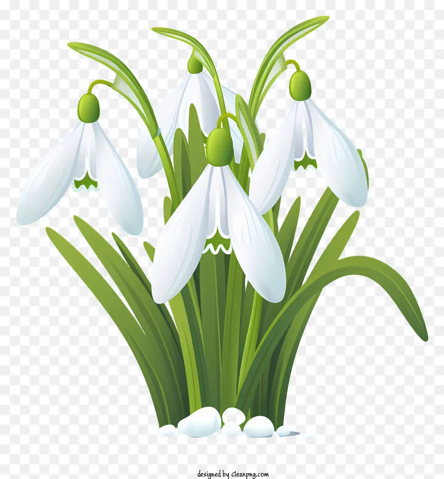 Snowdrops，Flores PNG