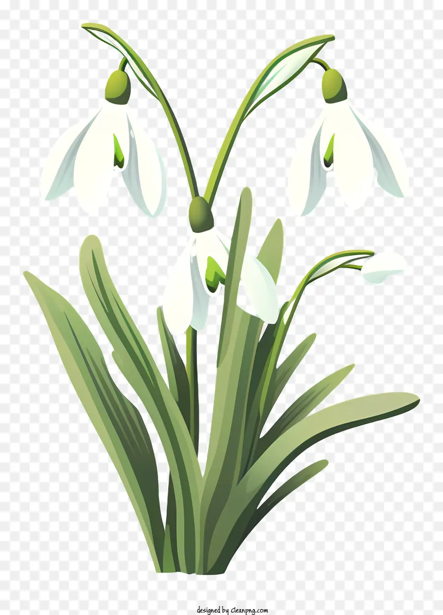 Flor De Neve，Flor Em Forma De Sino Branco PNG