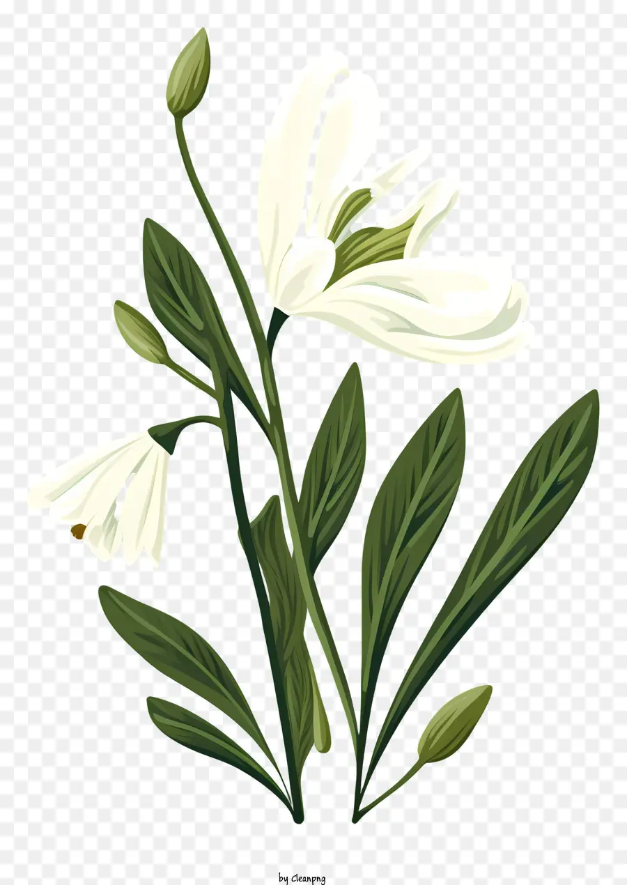 Flor Branca，Flor PNG