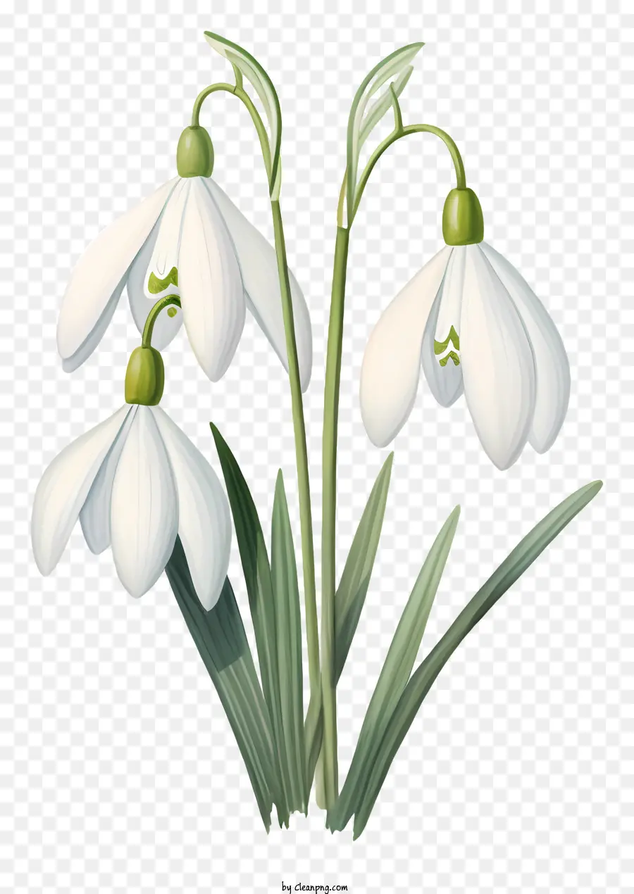 Snowdrop Flores，Buquê PNG