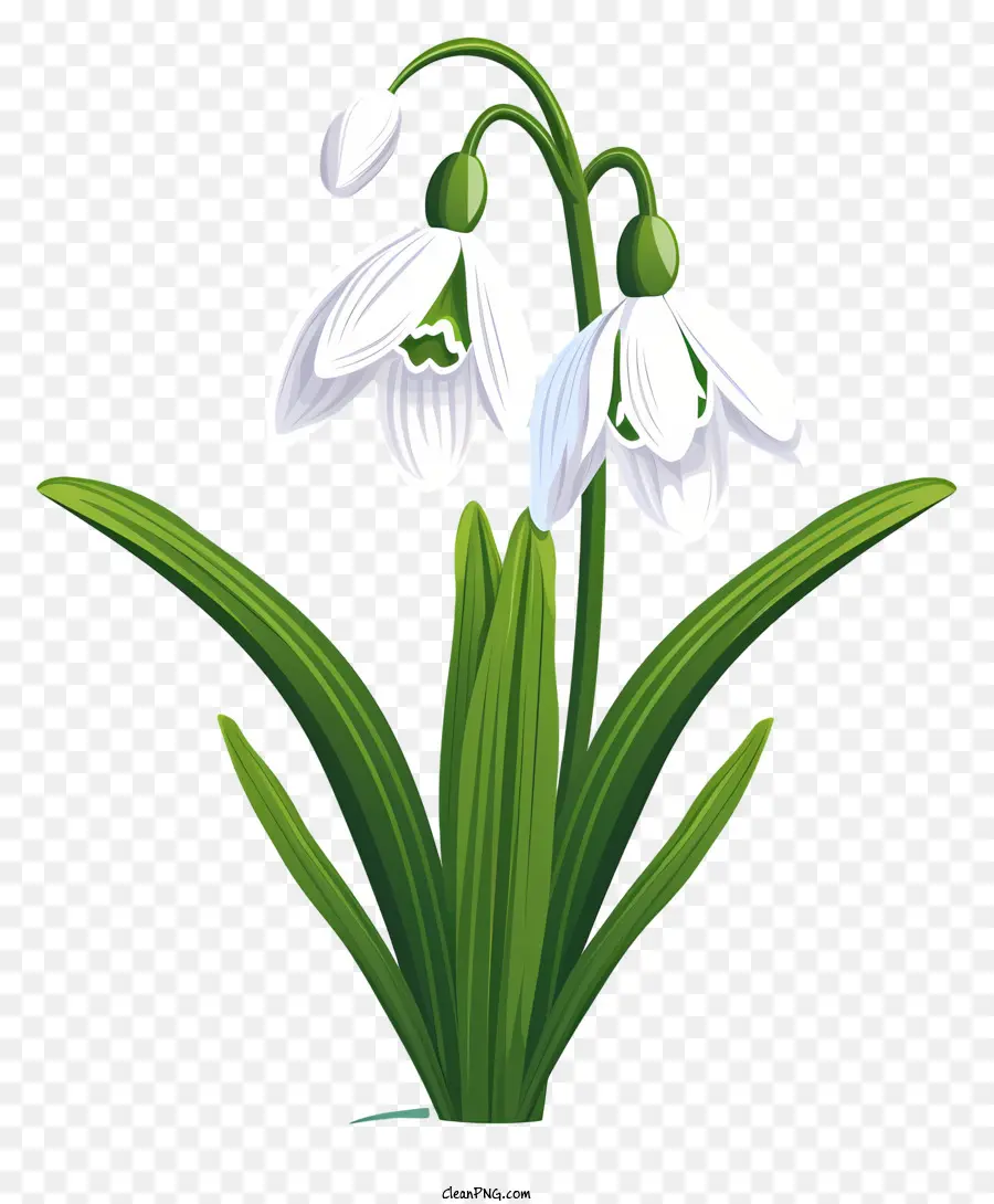 Snowdrops，Flores PNG