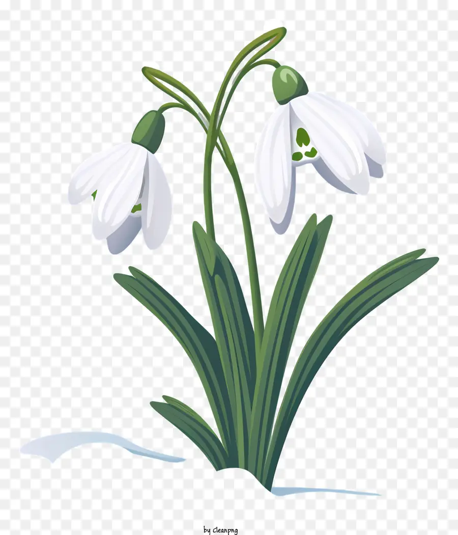 Pequena Flor Branca，Folhas Verdes PNG