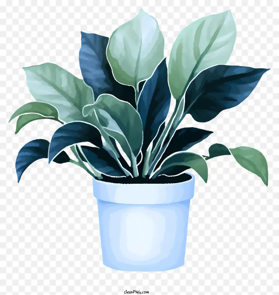 Grande Planta Branca Em Vaso，Folhas Verdes Escuras PNG