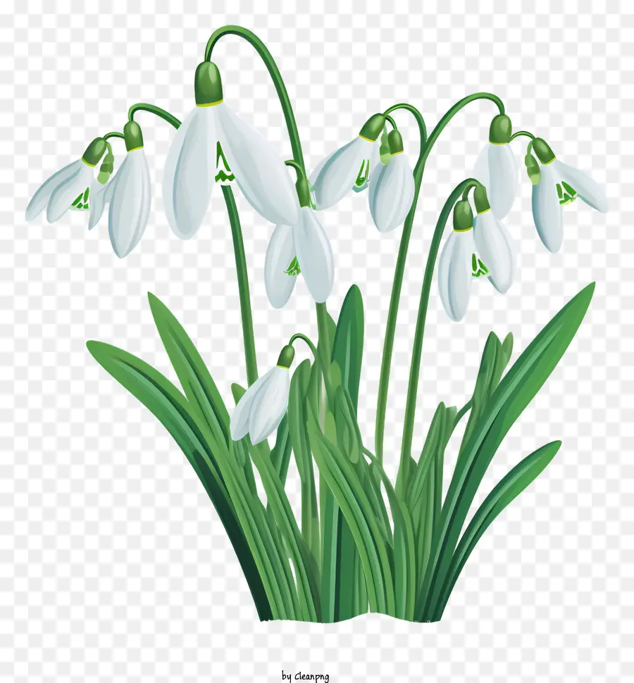 Snowdrops，Flores Brancas PNG