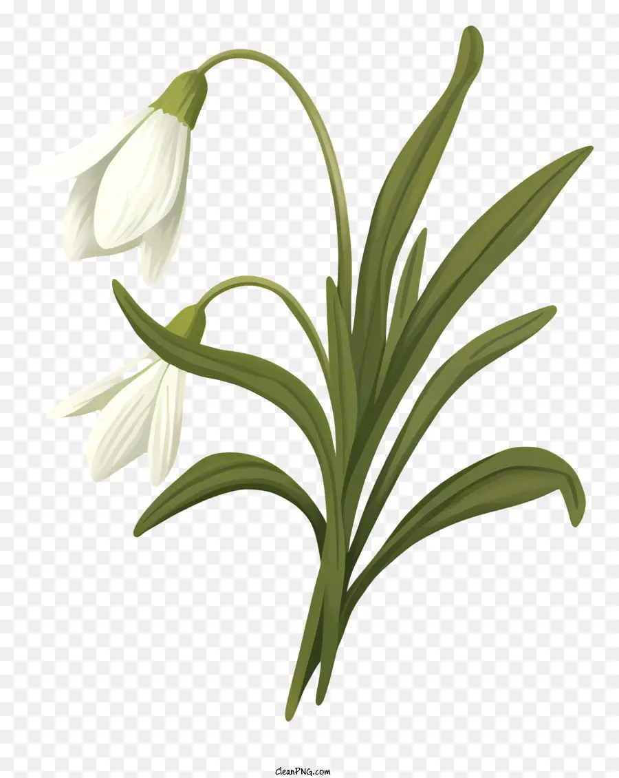 Flor De Neve，Flores Brancas PNG