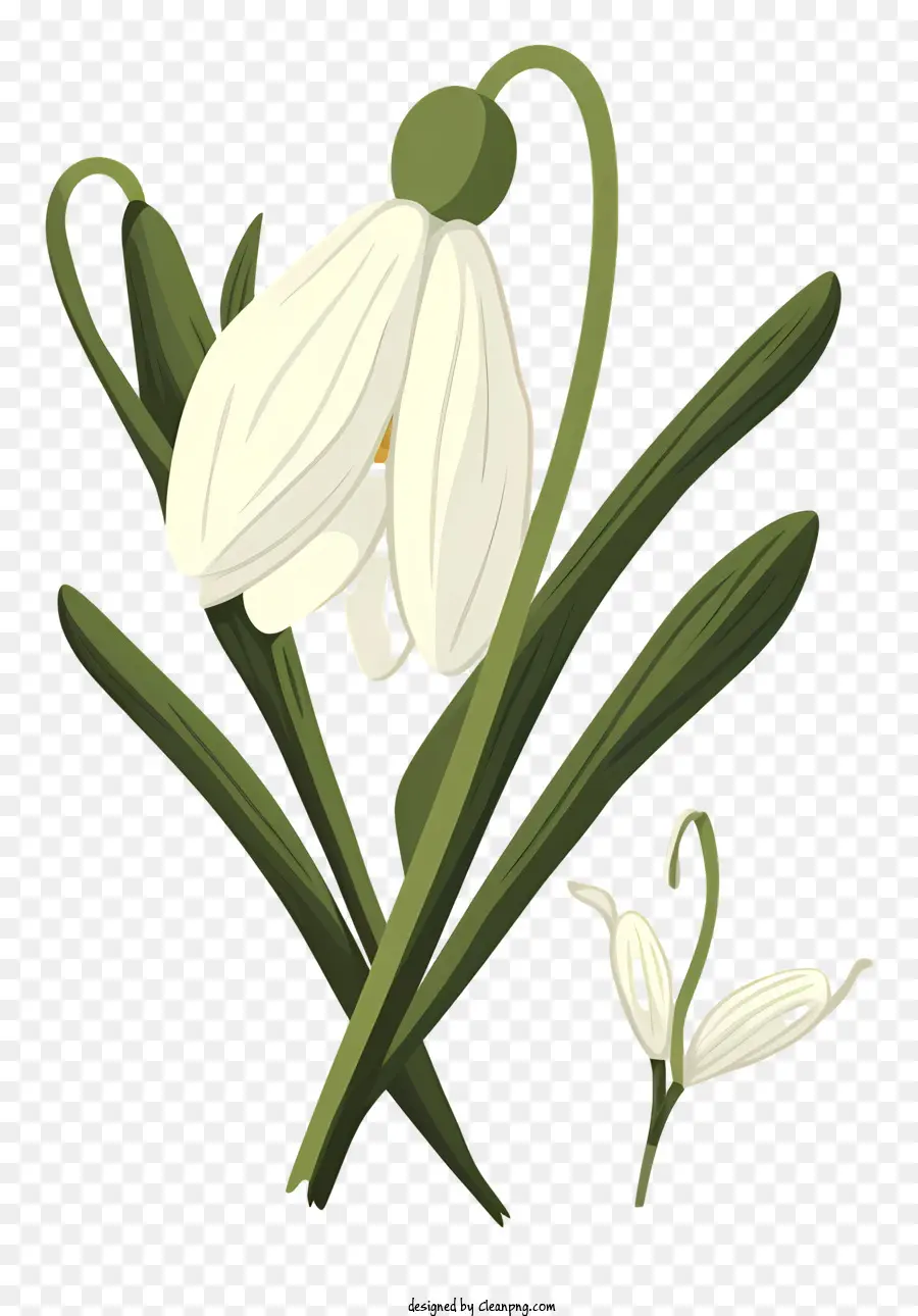 Flor Branca，Margarida PNG