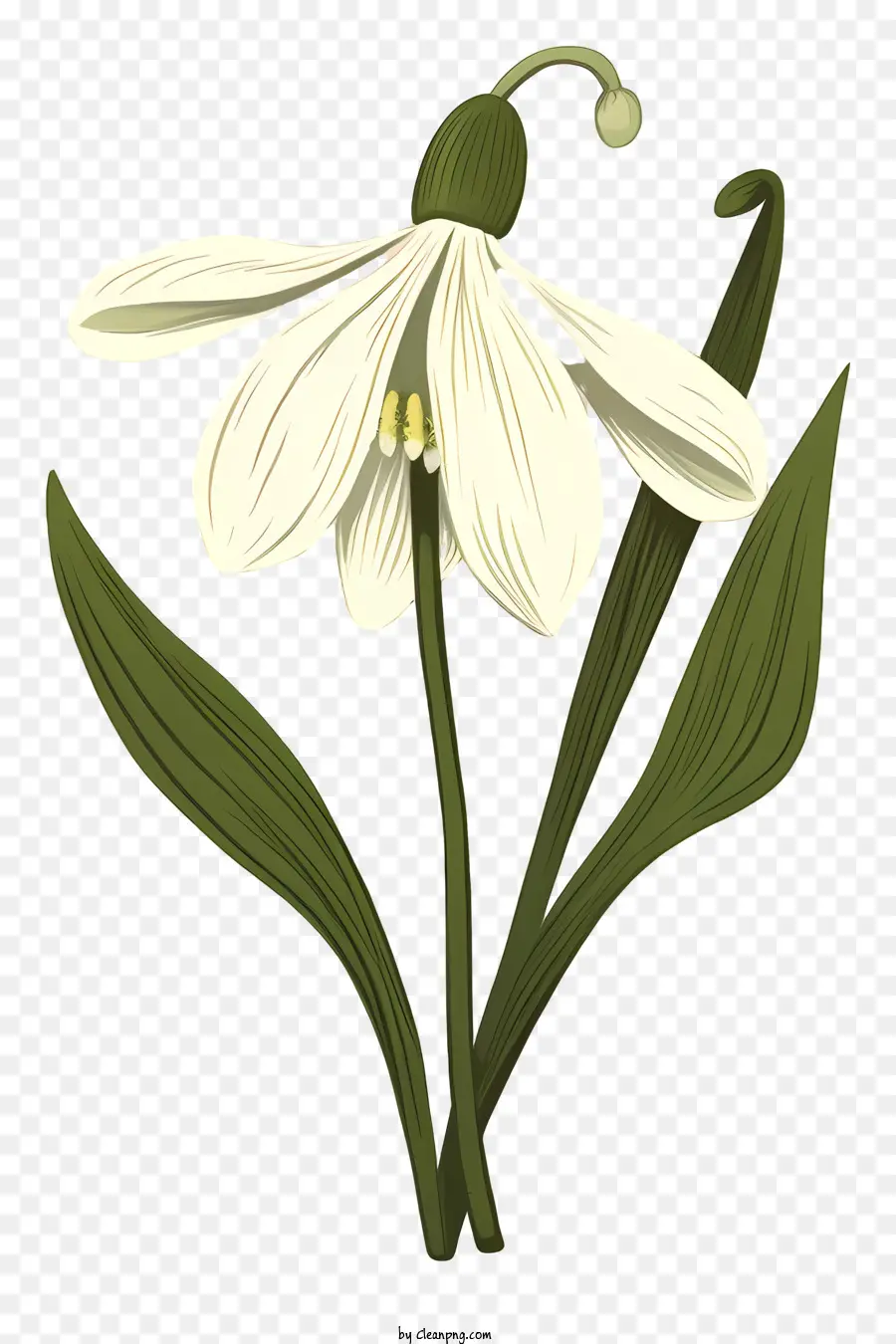 Flor Branca，Pétalas Longas PNG