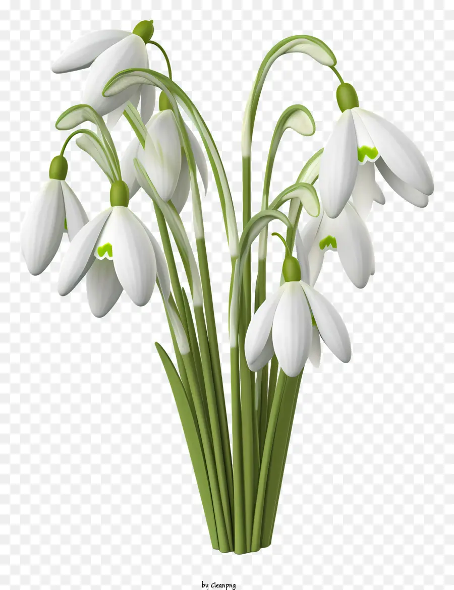 Snowdrops，Flores Brancas PNG