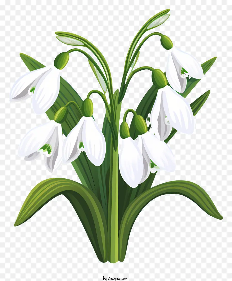 Snowdrops，Flores Brancas PNG