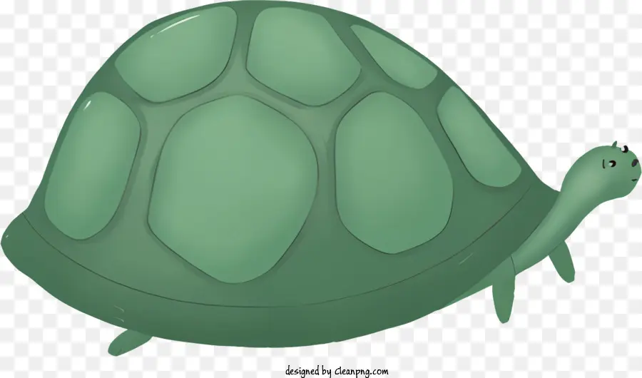 Tartaruga De Desenho Animado，Tartaruga Verde PNG