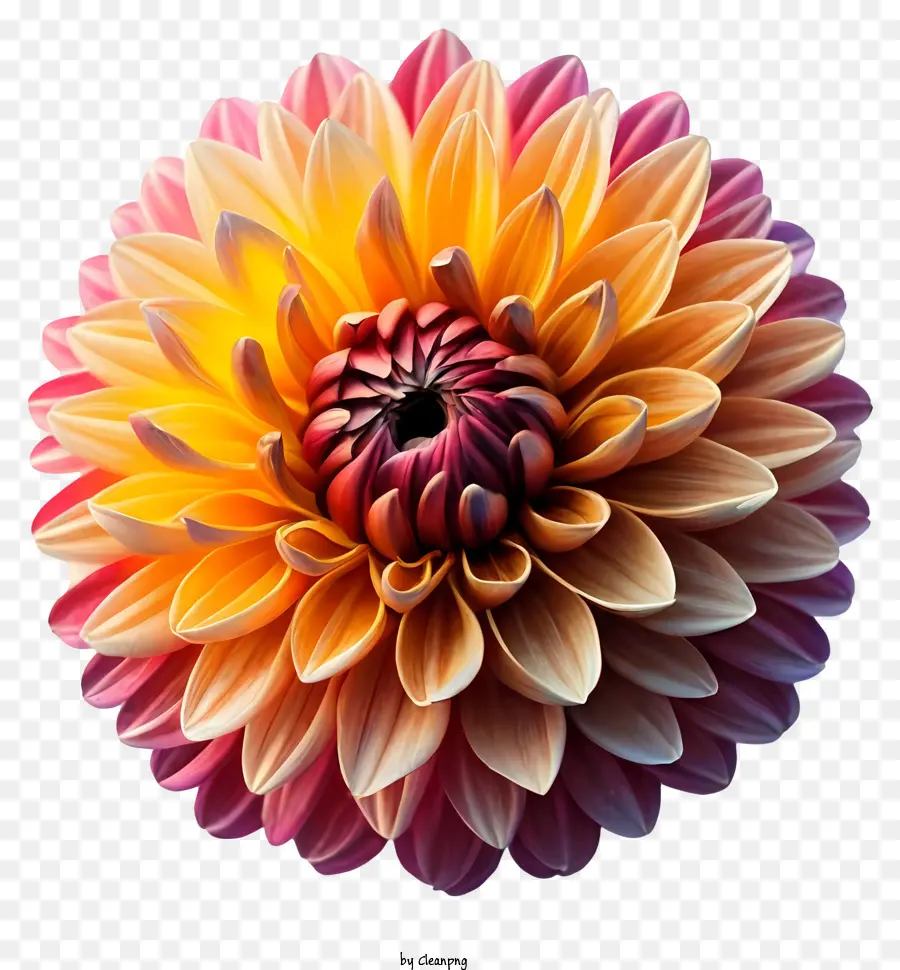 Flor，Crisântemo PNG