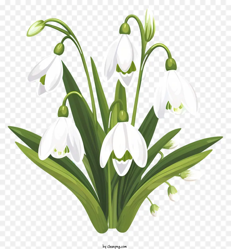 Flores Brancas，Snowdrops PNG