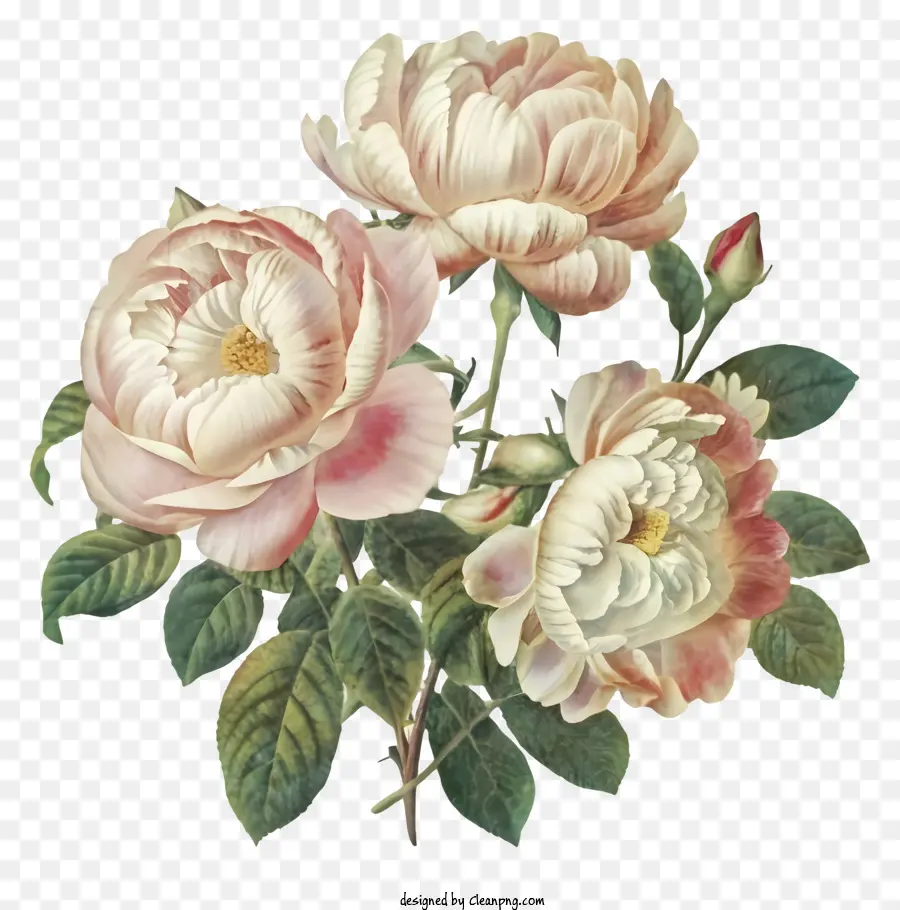 Buquê，Rosas Brancas E Rosa PNG