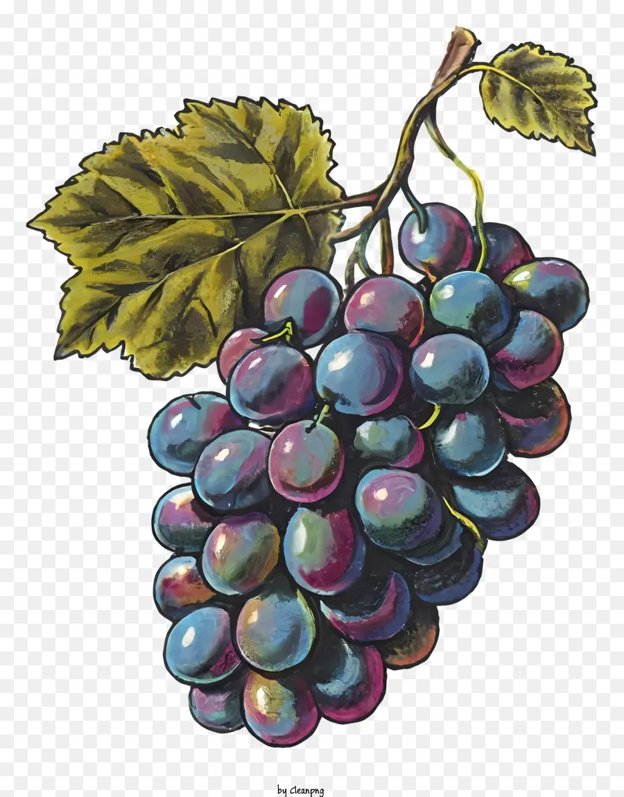 Handdrawn Ilustração，Cacho De Uvas PNG