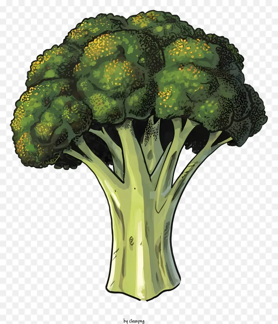 Brócolis，Cruciferous Vegetal PNG