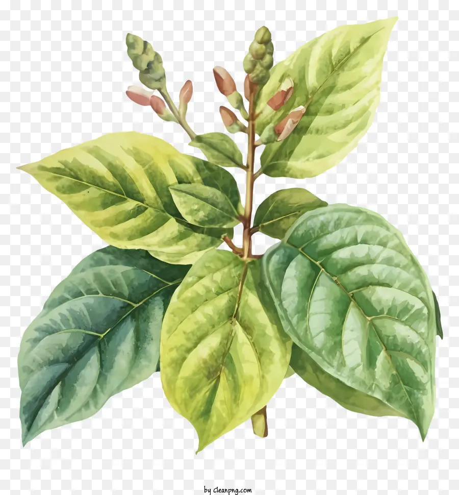Pintura，Planta Verde Frondosa PNG
