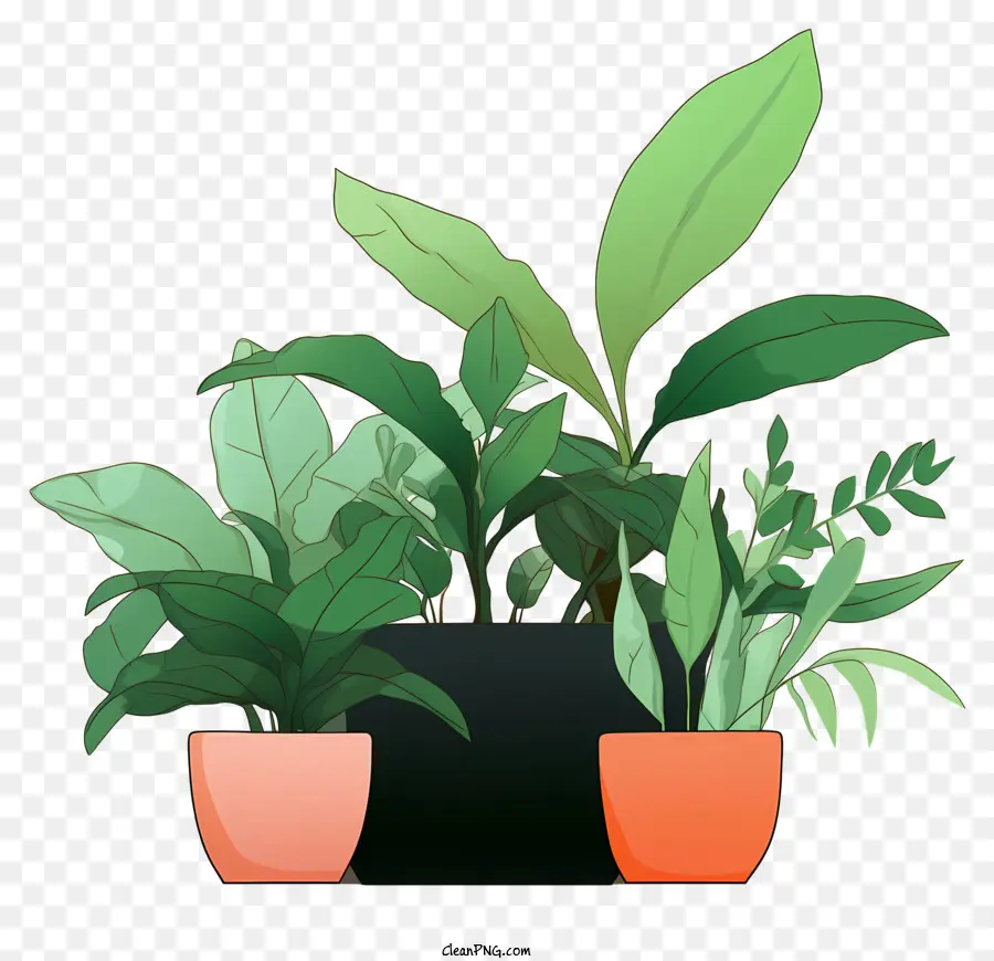 Plantas De Interior，Vasos De Plantas PNG