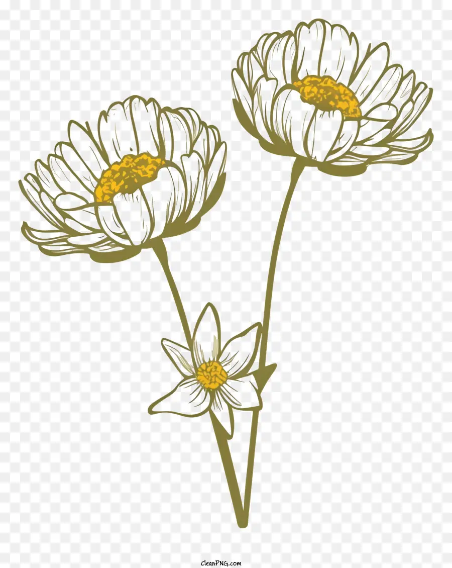 Flores Em Preto E Branco，Daisy Ou Flores De Crazim PNG