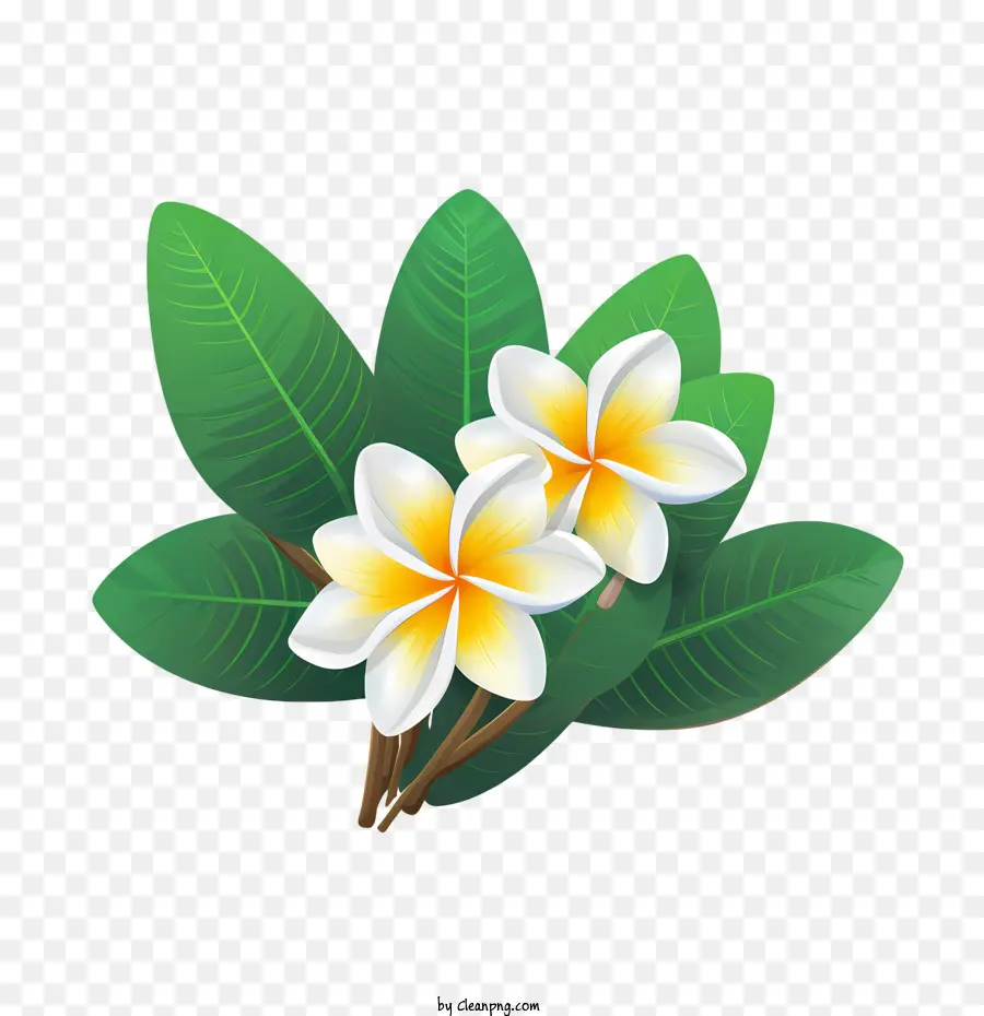 Plumeria Flor，Flor PNG