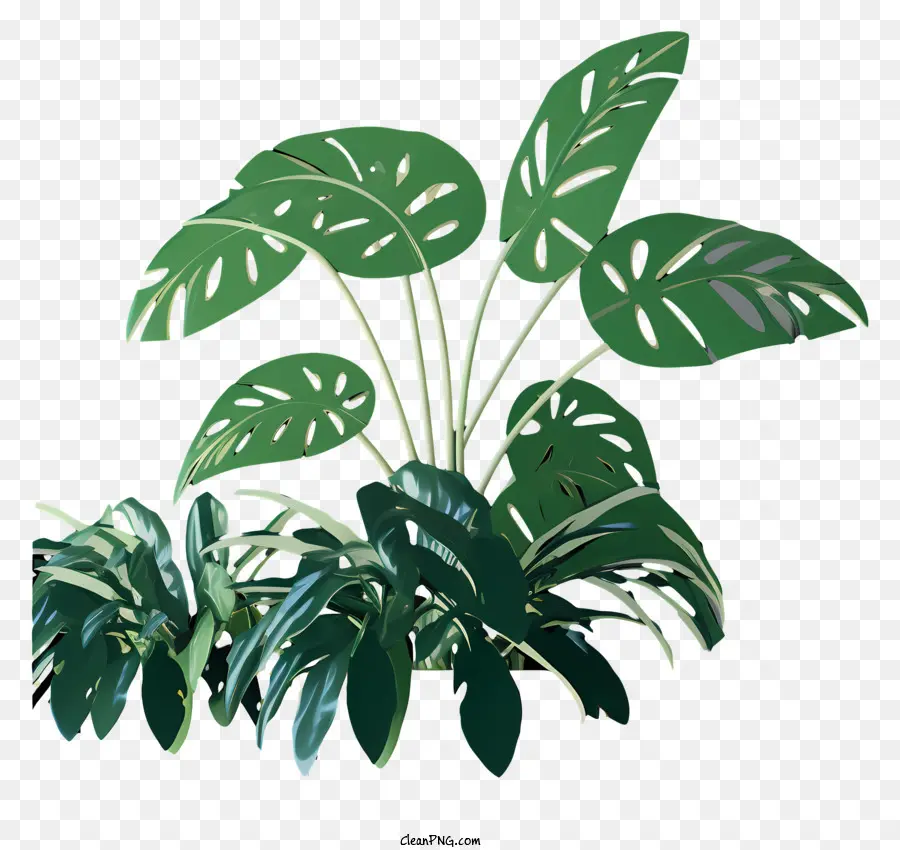 Planta，Folhas Verdes PNG