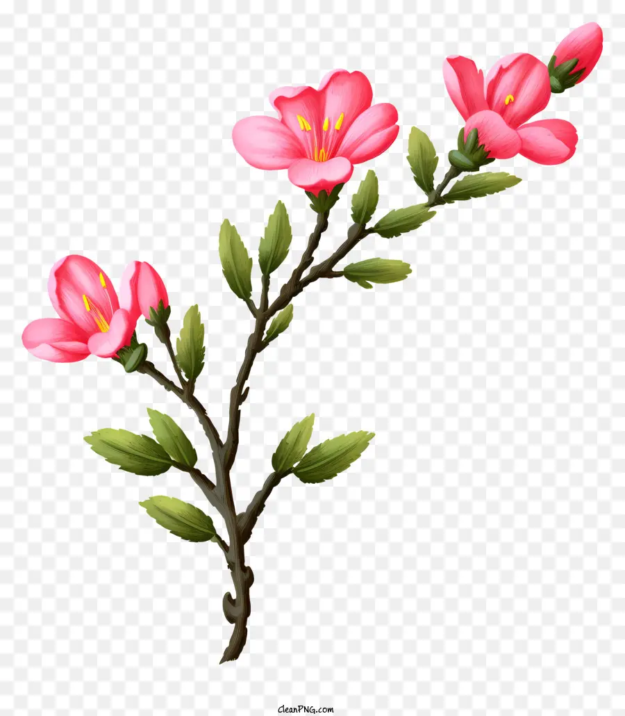 Flores Cor De Rosa，Flor Do Ramo PNG