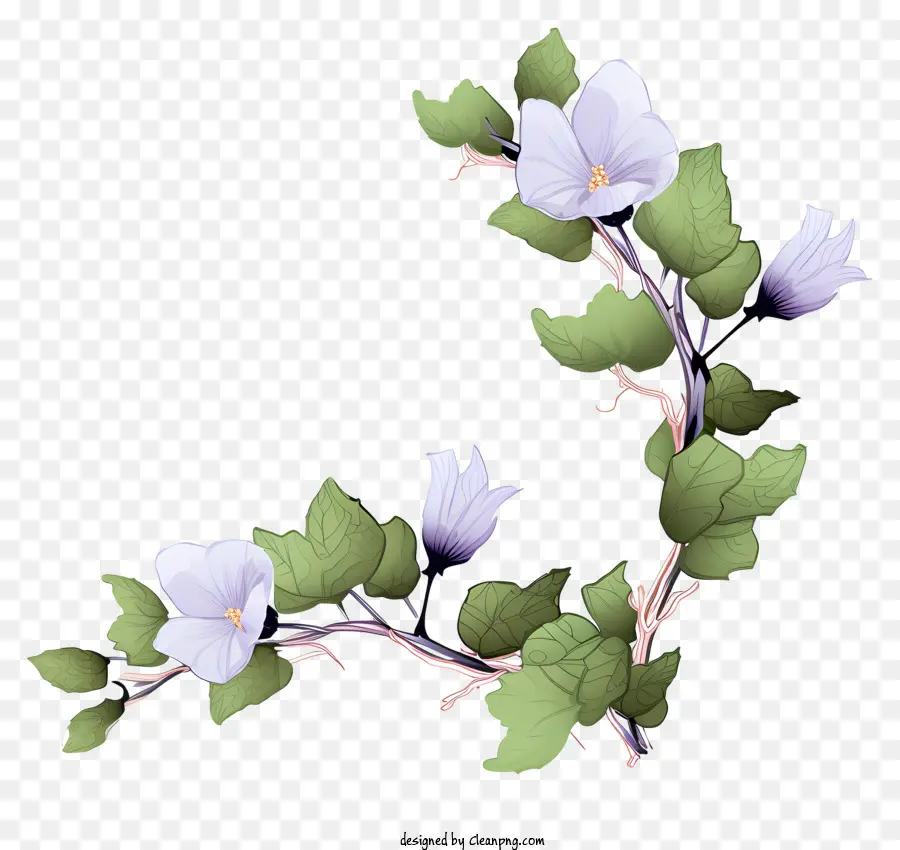 Clematis Plant，Folhas Verdes PNG