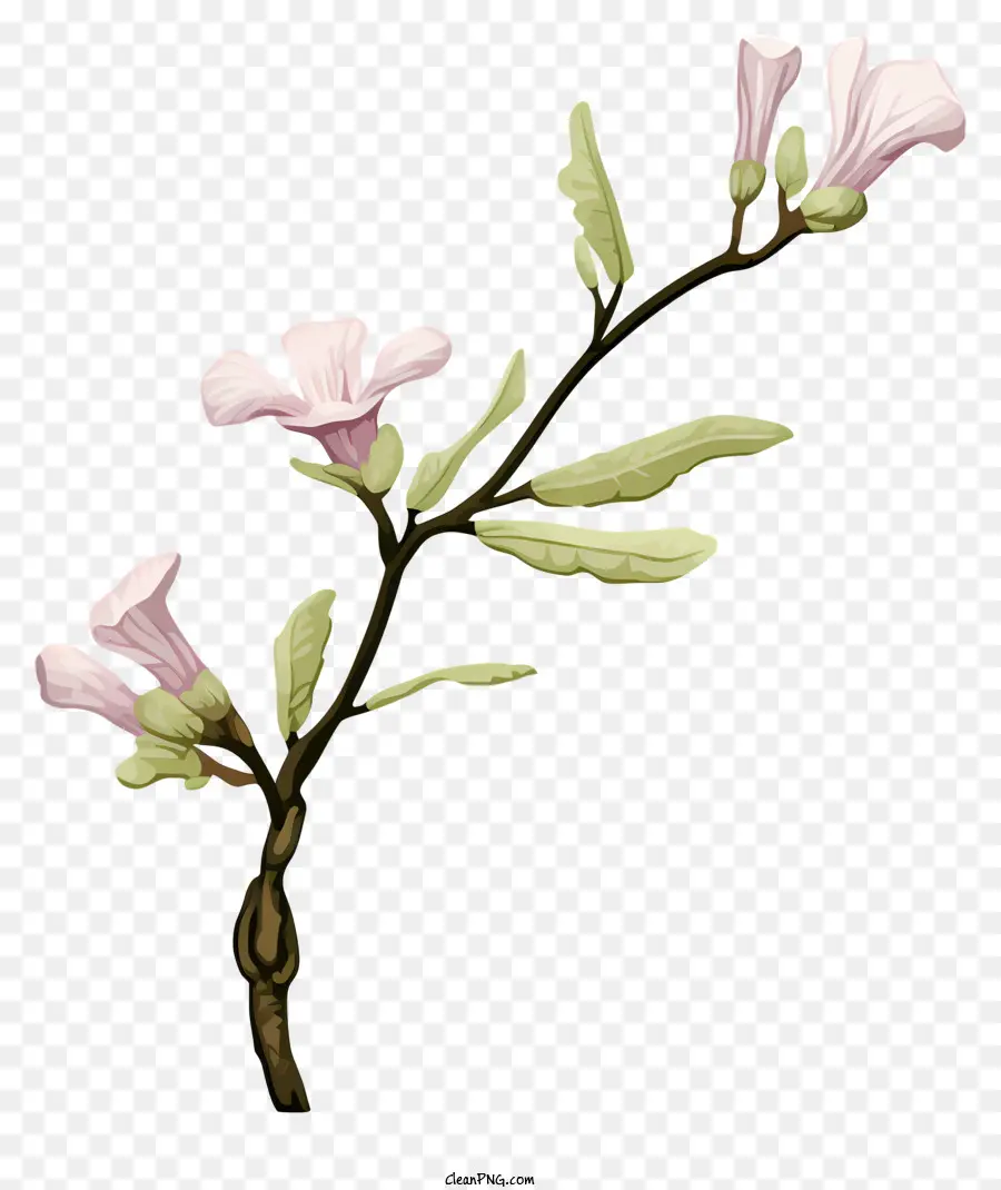 Flores Cor De Rosa，Caule Com Flores PNG