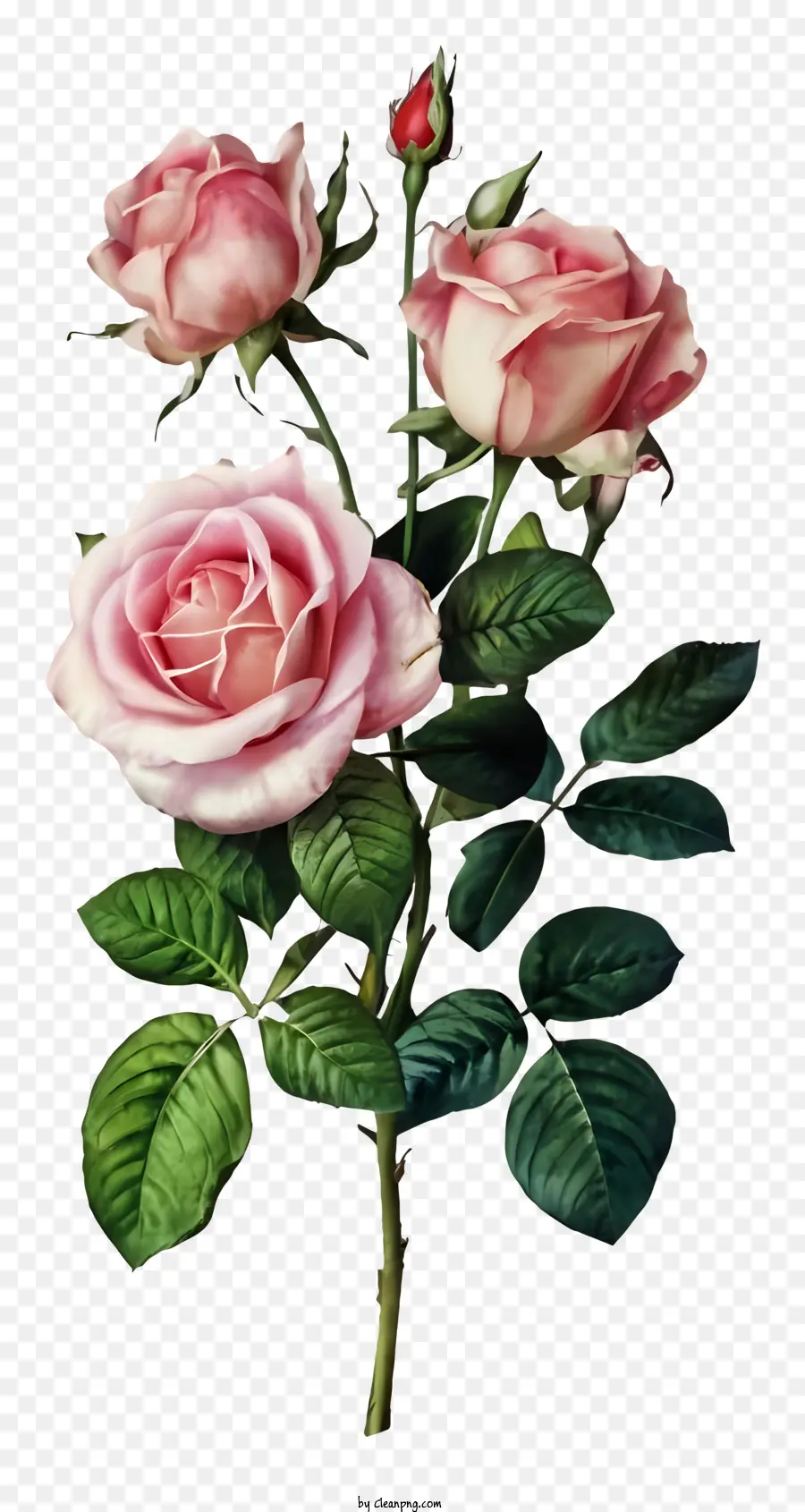 Rosas Cor De Rosa，Folhas Verdes PNG