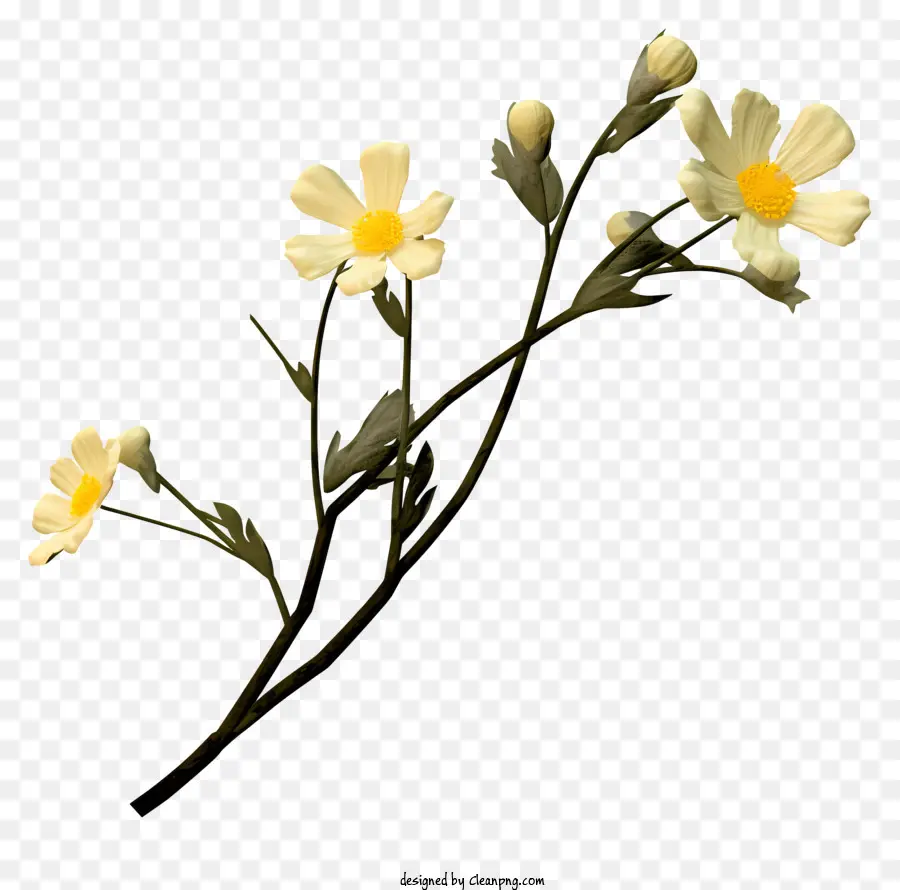 Pequena Flor Branca，Centros Amarelos PNG