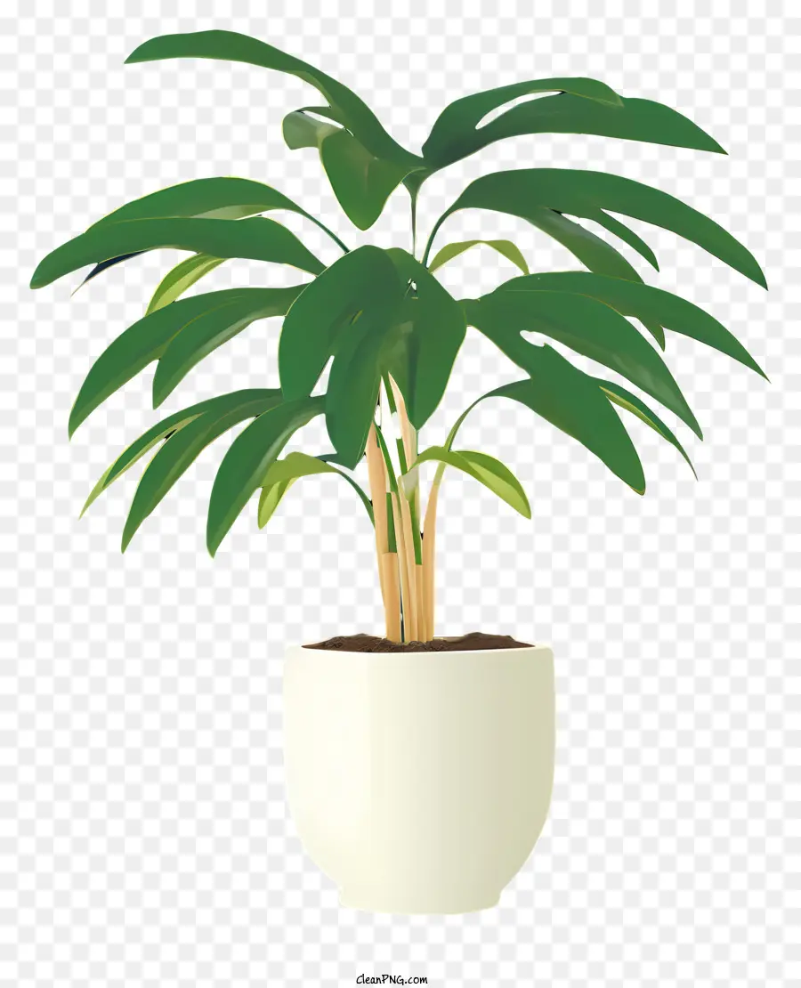 Planta Grande，Branco Pote PNG