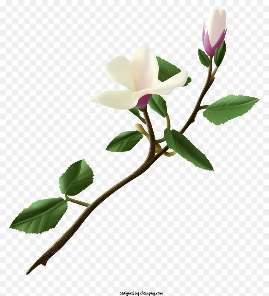 Flor Branca，Magnolia PNG