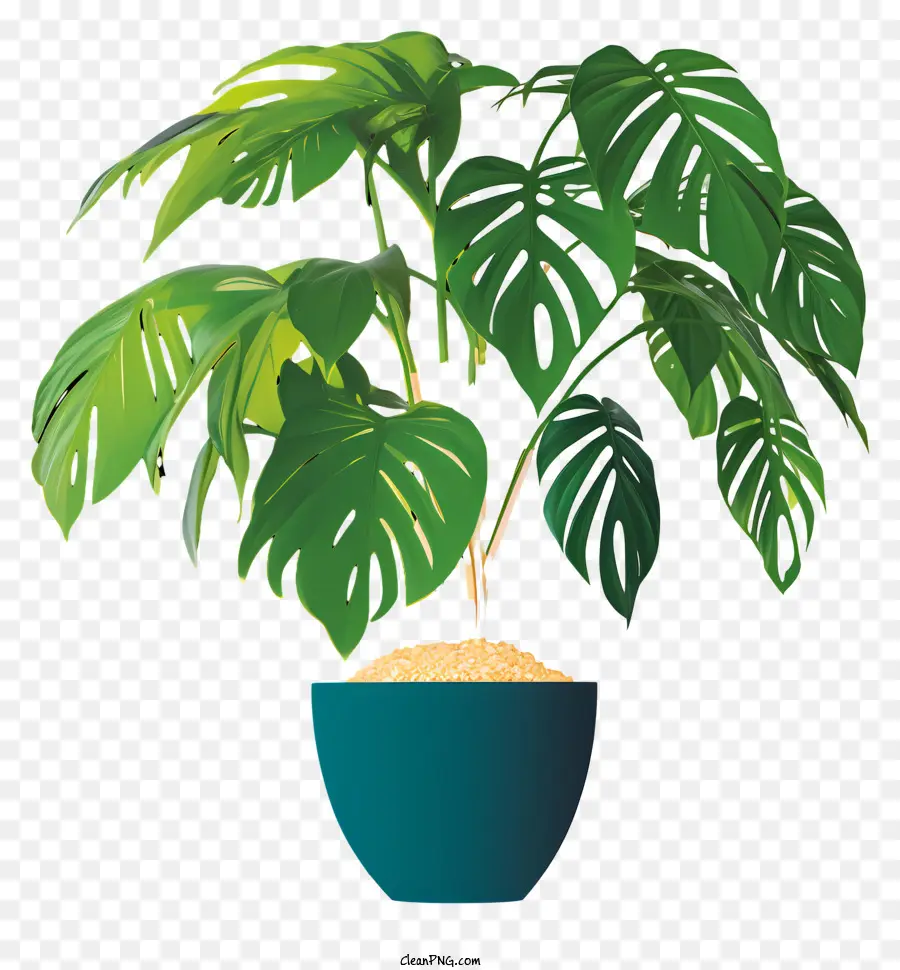 Planta De Vaso，Planta Monstro PNG